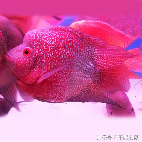 花羅漢魚|挑選花羅漢魚的要點及基本技巧 